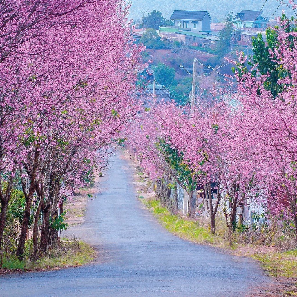 Địa điểm du lịch Đà Lạt